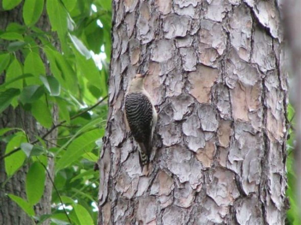 A female Red-bellied Woodpecker rests on a Pine Tree.