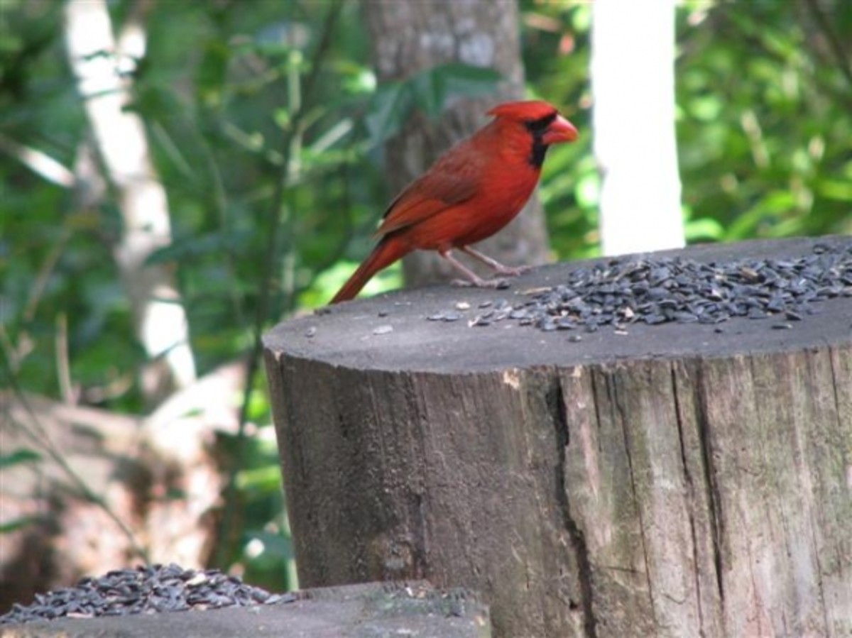 A male Northern Cardinal visits one of the easy to make Katrina log feeders.  We had hundreds of logs after H. Katrina.