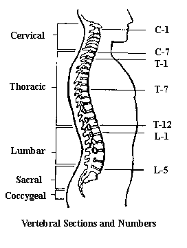 Vertebral Image of Spinal Chord
