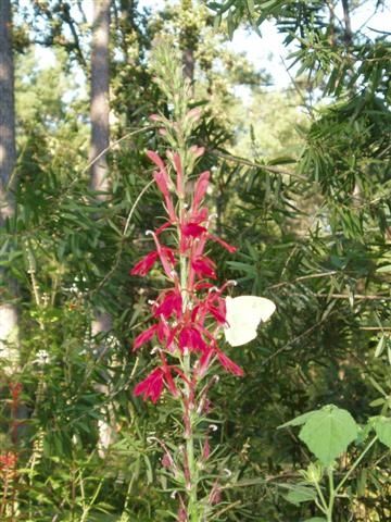 A sulfur butterfly drinks from cardinal flower blossoms.