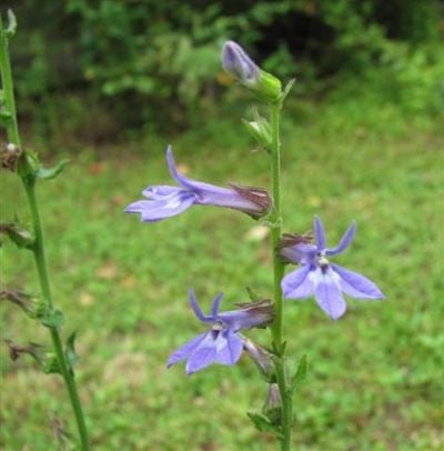 One of the many species of blue Lobelia that grows in Louisiana.