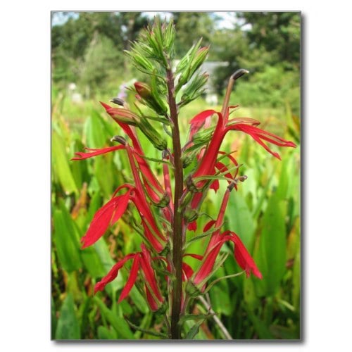Cardinal flower and most other lobelias grow in moist soil in part shade. This one was thriving beside out pond. Hummingbirds forage from the tubular flowers.