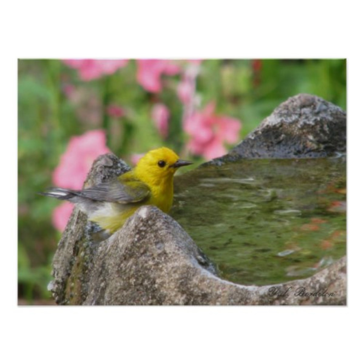 Providing water for birds and wildlife will provide them with one of the necessities of life.