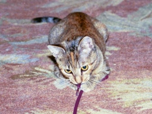 Baby Blaze Star playing with string.