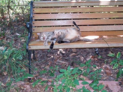 "Ah, spring and a bench of my own!"