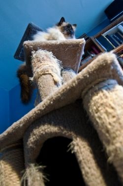 Java on his Cat Tower