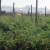 A field full of organic tomatoes off San Felipe Road. A field full of organic tomatoes off San Felipe Road.