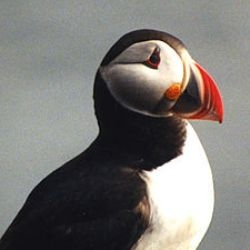 Atlantic Puffin (Fratercula arctica)
