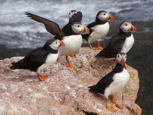 Atlantic puffins in Maine, USA - Puffins on the rocks.