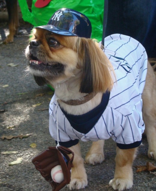 Baseball Puppy
