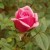 Pink miniature Rose in my garden - Spring 2012