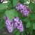 Lovely Lilacs in my yard - Spring 2012