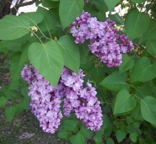 Lovely Lilacs in my yard - Spring 2012