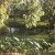 Garden of home at Sunnybank Garden of home at Sunnybank