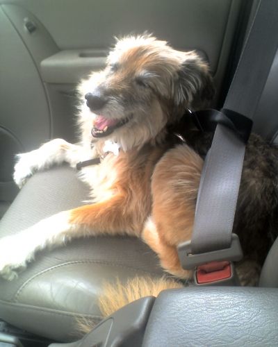 SHAY: My Late, Beloved Dogbaby