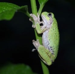 Quiz: Amphibians of Louisiana