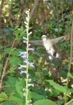 Quiz: Hummingbird and Butterfly Plants