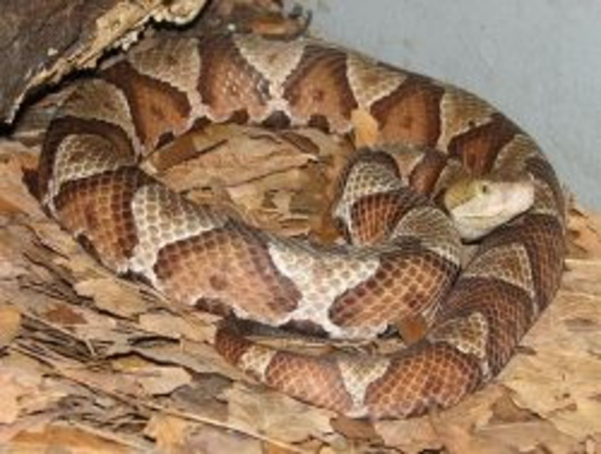 Copperhead Snake in Louisiana | HubPages