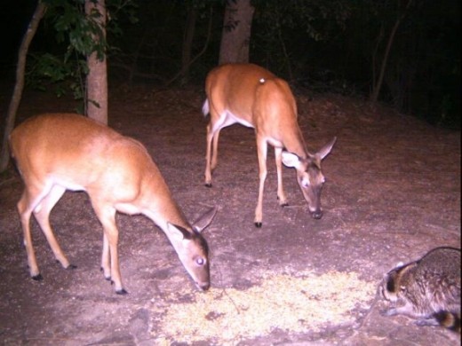 A pair of deer... these are big and a big raccoon!
