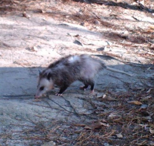 Opossums walk by the porch every night.
