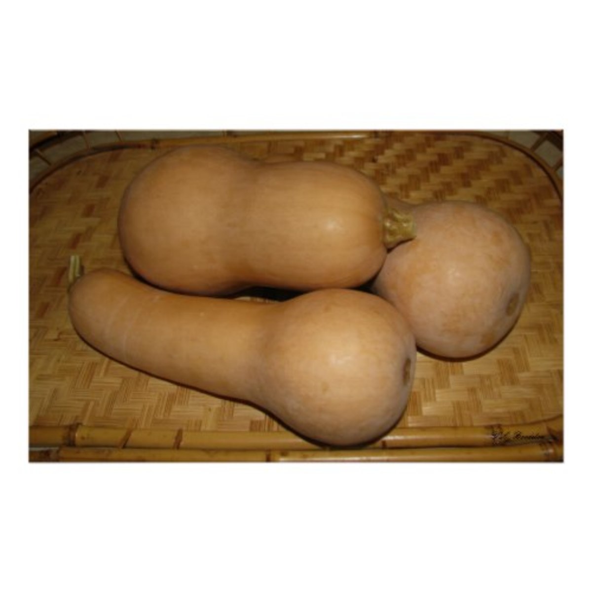 Ripe butternuts are full and firm. The skin is medium tan. Butternut Squash Print by lalagniappe on Zazzle.