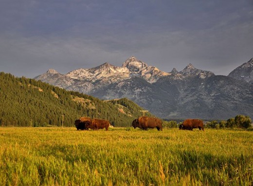 Early Morning Buffalo (Bison)