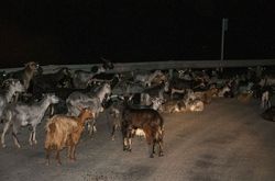 goats in Kefalonia