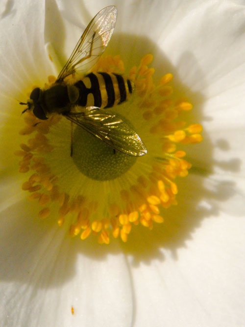 japanese anenome and hover fly