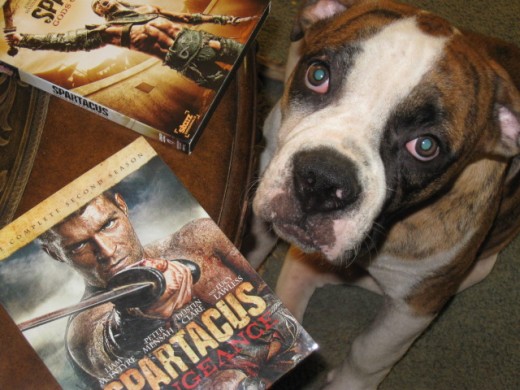Scarlette puppy gives all four seasons four paws up.