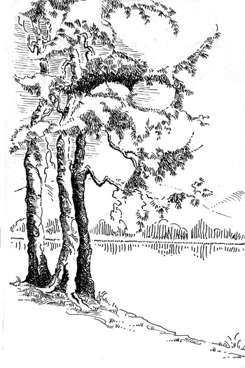 Tree illustration for The Hills - A poem by Olive Whistler of Forest Vale Camp