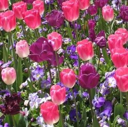 Pink and Purple Tulips at Floriade Canberra