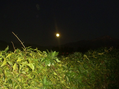 Sleepwalking in the night.  I love this picture I took of the moon, I do not like that I sleep walk sometimes.