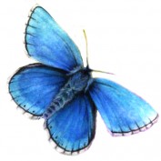 mylittleeden profile image