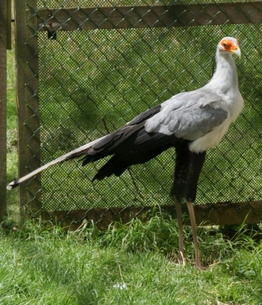 Secretary Bird Stading in Pen by Clive Anderson July 2012