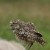This was a comical and fun chap to watch, a small burrowing Owl called Major Lewis.