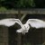 The unmistakable Barn Owl in flight.