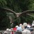 Several Vultures were allowed to fly all at once on one occasion, here they are flying low over the spectators during the display.