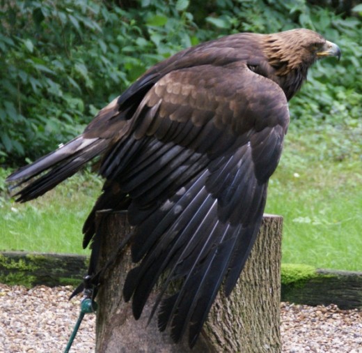 A Golden Eagle appears to be cooling itself by raising its wings away from its body.