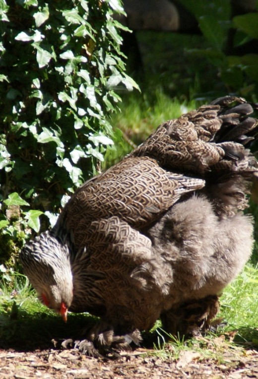 A very large and fluffy hen, she even has leg warmers so we are guessing she comes from somewhere pretty cold.
