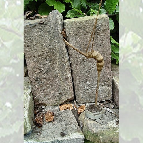 Root of a plant from France collected by my dad