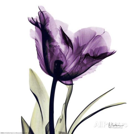 Albert  Koetsier Art Print available at AllPosters