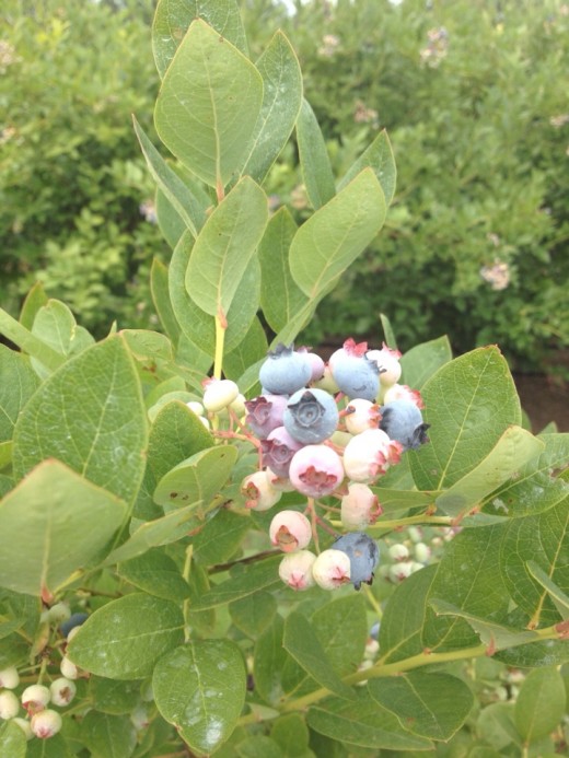 I just love picking blueberries.
