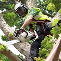 Working up a tree doing some tree pruning.Safety is very important of course.