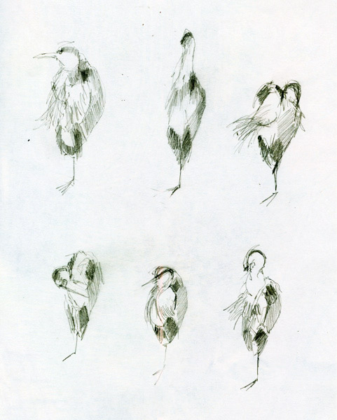 "Bert takes grooming very seriously"  © Katherine Tyrrell - six pencil sketches of a heron having a serious grooming session (drawn from life) at my local ecology pond