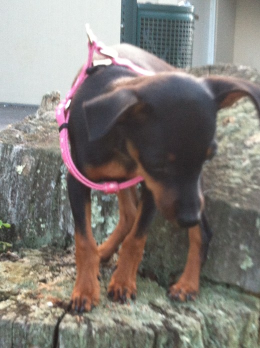 Our Min Pin at less than 3 lbs.  She learned to use a doggie door this small!  And it was one large enough for the Doberman.