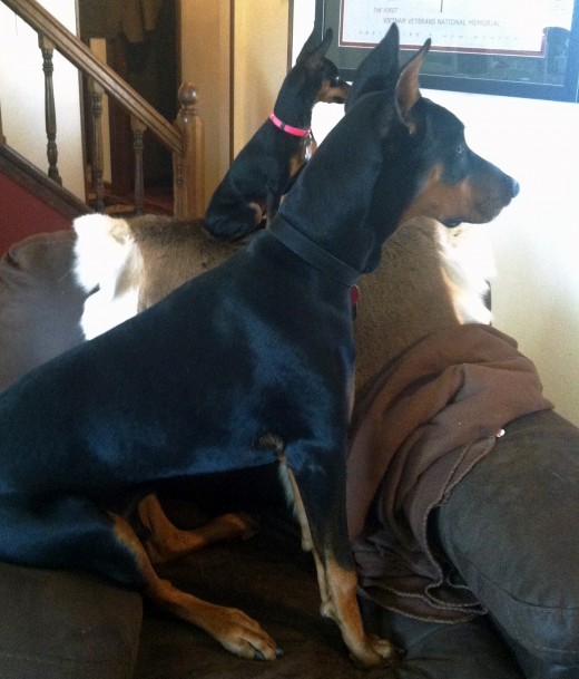 Both dogs, now full grown, in my chair, wishing there was a doggie door at the front of the house.  They are watching my husband leave the house.