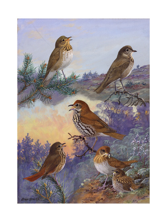 A Painting of Several Species of Thrush and Veery - Available on Allposters