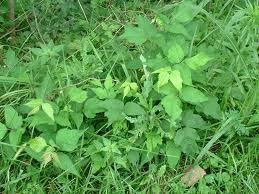Poison Ivy bushy groundcover