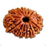 Different types of Rudraksha Beads are associated with different planets, stars and deities. They can be worn as a planetary remedy based on their association.