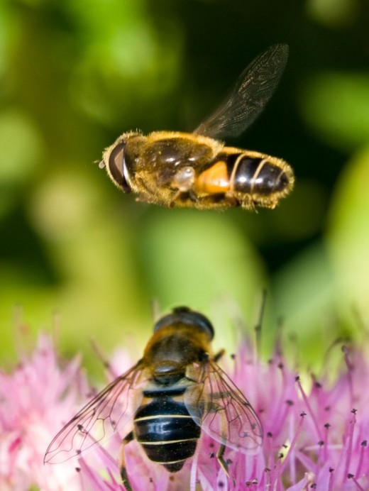 Honey Bee By WWARBY flickr